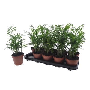 CHAMAED ELEGANS
