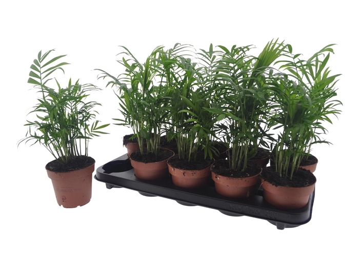 <h4>CHAMAED ELEGANS</h4>