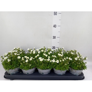Saxifraga arend. 'Touran White'