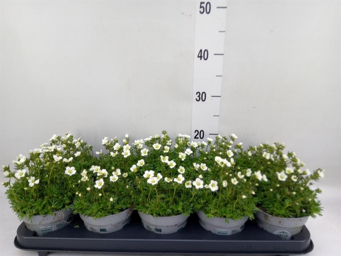 <h4>Saxifraga arend. 'Touran White'</h4>