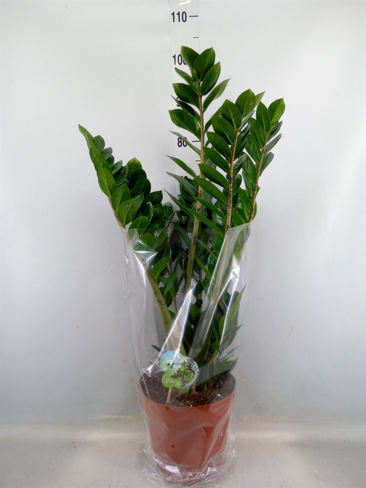 <h4>Zamioculcas zamiifolia</h4>