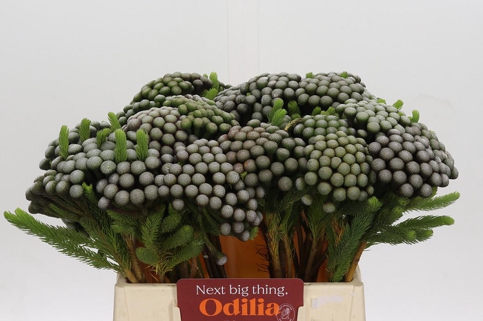 <h4>Cape Green Albiflora</h4>