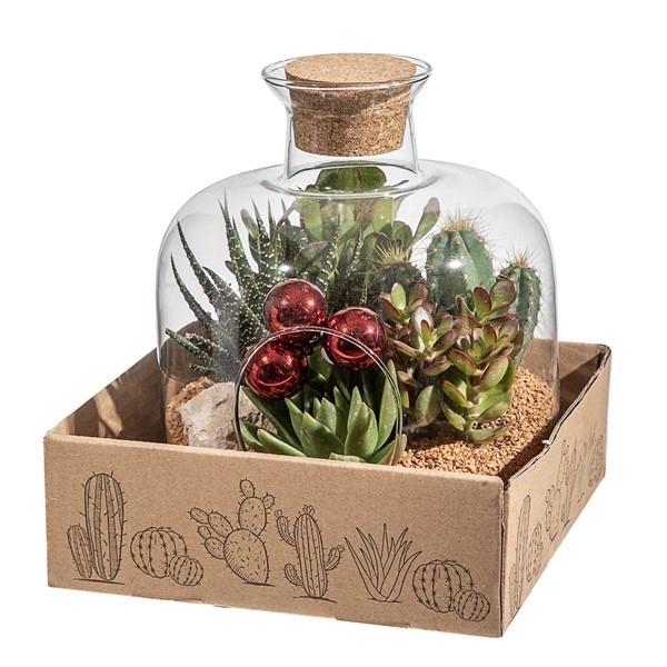 <h4>COMPOSITION CACTUS AND SUCCULENTS IN GLASS ON VASE WITH CORK Ø 18 H 24 CM WITH CHRISTMAS DECORATION - BOX 20X20 CM</h4>