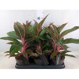 Aglaonema  'Jungle Red'