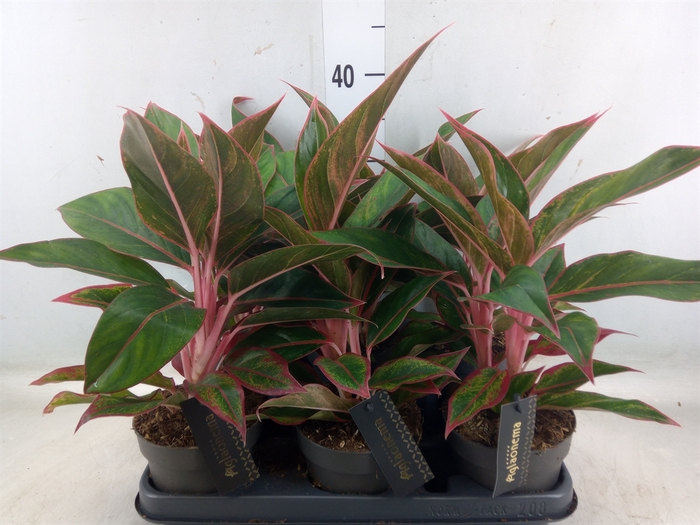 <h4>Aglaonema  'Jungle Red'</h4>