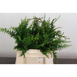 Conifeer Groen Teddy Bear