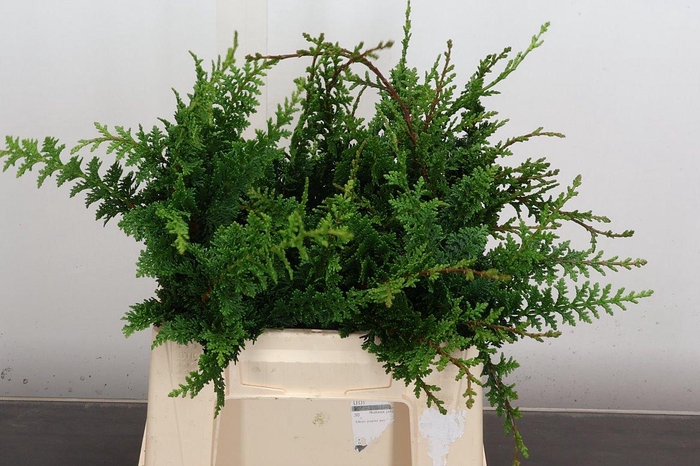 <h4>Conifeer Groen Teddy Bear</h4>