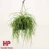 Rhipsalis