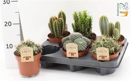 Cactus Gem