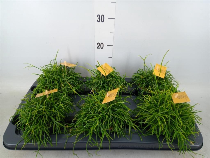 <h4>Rhipsalis   ...</h4>