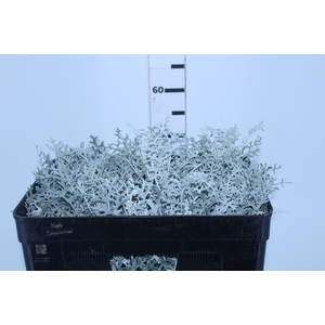 FOLHAGEM CINERARIA