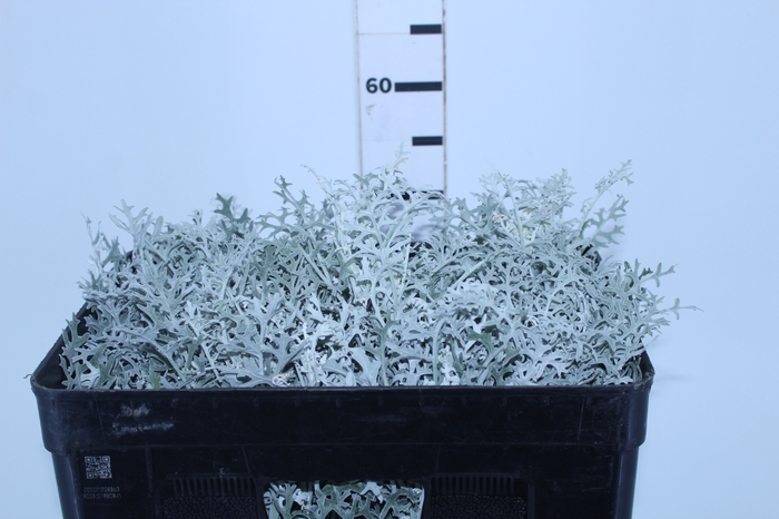 FOLHAGEM CINERARIA