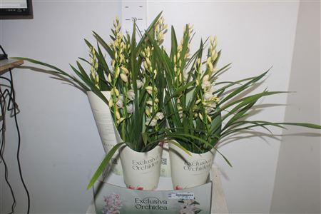 <h4>Cymbidium 4 Branches Ice Dance White</h4>