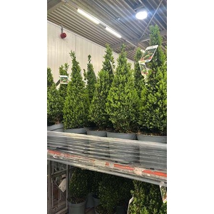 ** Buxu Se Pyramidalis 70cm P19 *spring Deal *