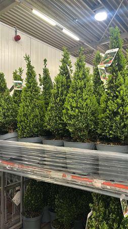 <h4>** Buxu Se Pyramidalis 70cm P19 *spring Deal *</h4>
