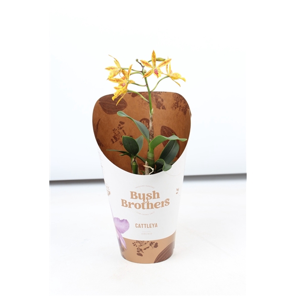 <h4>Epi Cattleya Volcano Trick 1 tak 2+ 12 cm</h4>