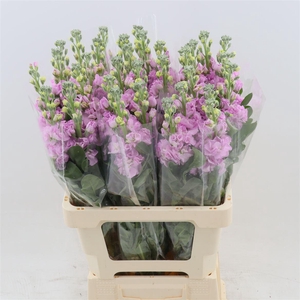 Matthiola Iron Pink | Extra