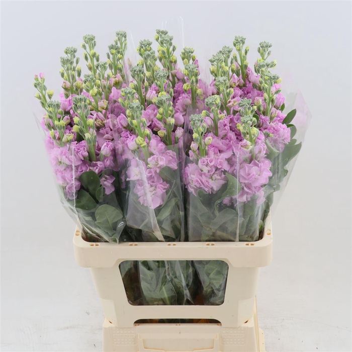 <h4>Matthiola Iron Pink | Extra</h4>