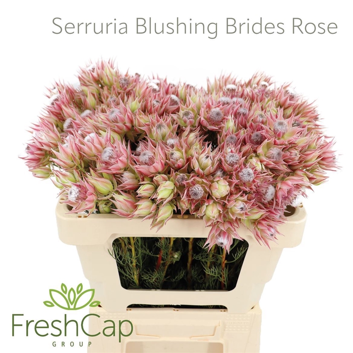 Serruria Blushing Brides Rose 4-5 Flwrs
