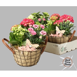 ARR TUINPLANTEN