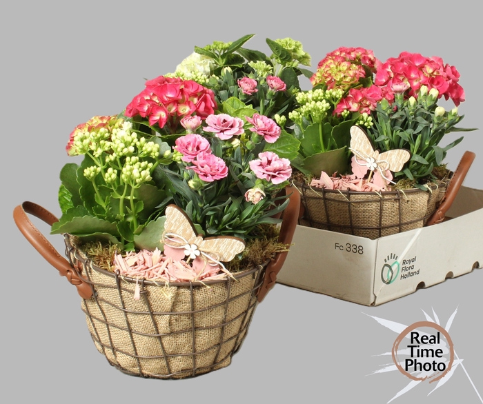 <h4>ARR TUINPLANTEN</h4>