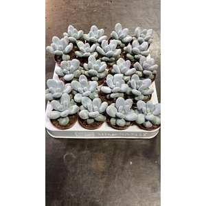 Pachyphytum Ov Rubra