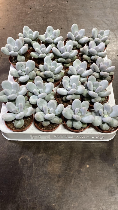 <h4>Pachyphytum Ov Rubra</h4>
