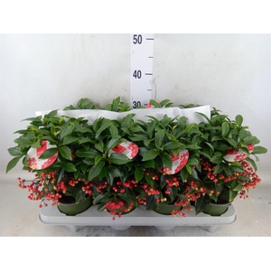 Ardisia crenata 'Bos Premium Jingl'