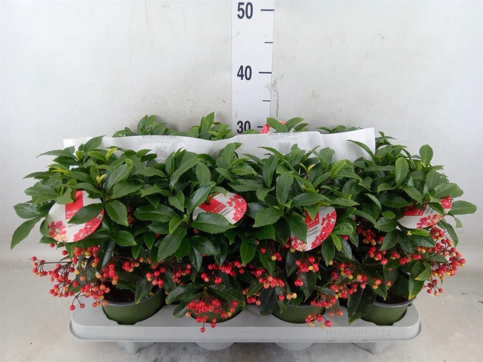 <h4>Ardisia crenata 'Bos Premium Jingl'</h4>