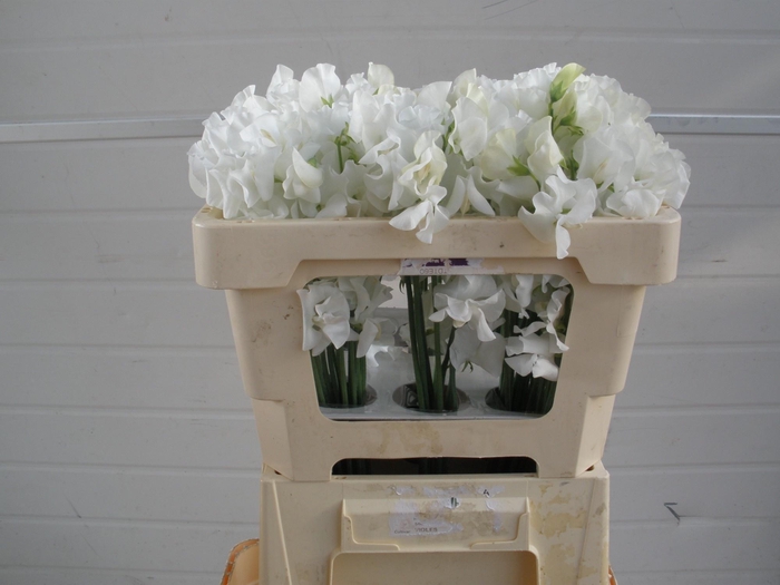 <h4>LATHYR WI SUNS WHITE</h4>