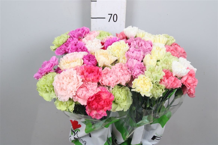 <h4>Di St Rainbow Pastel</h4>