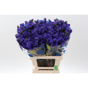 Lim S Crystal Dark Blue