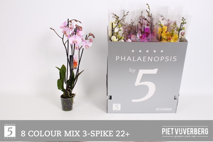 <h4>PHAL GEM 8 KL</h4>
