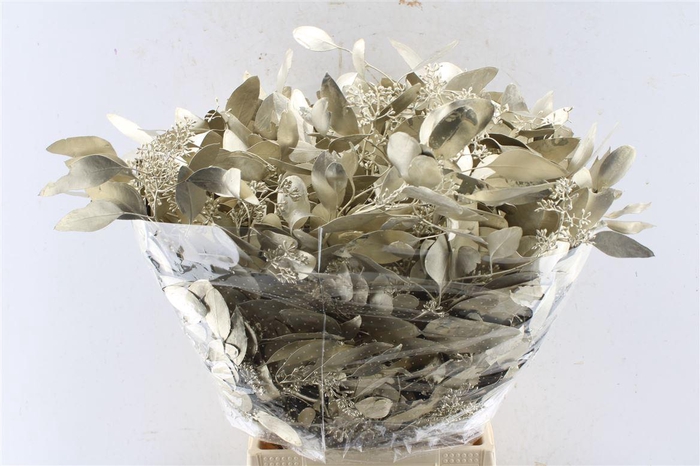 <h4>Euca Populus Berry Metal Platinum</h4>