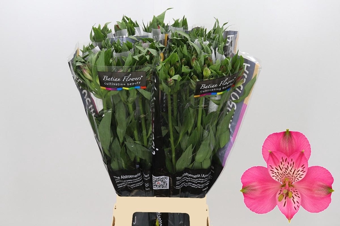 <h4>Alstroemeria Avianna</h4>