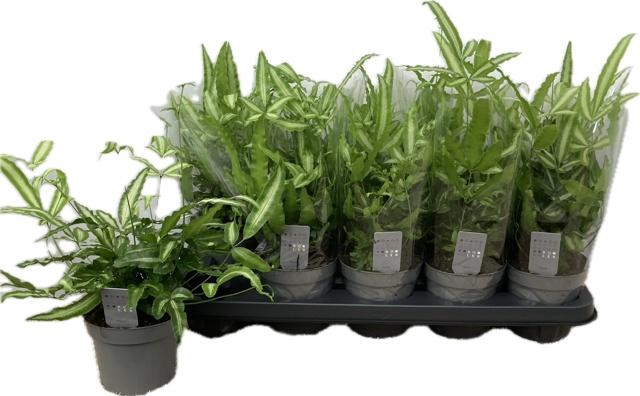 <h4>PTERIS ALBOLINEATA</h4>