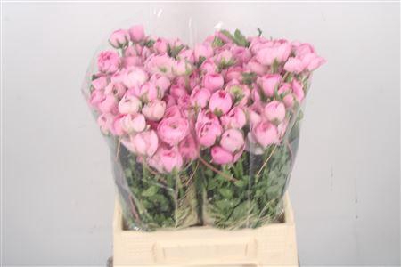 <h4>Ran El Pink</h4>