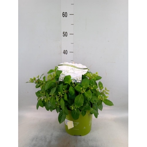 Hydrangea mac.   ...