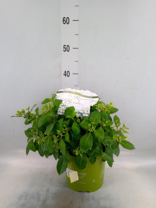 <h4>Hydrangea mac.   ...</h4>