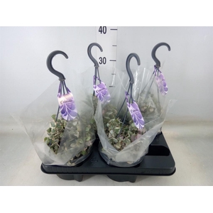 Ceropegia woodii 'Variegata'