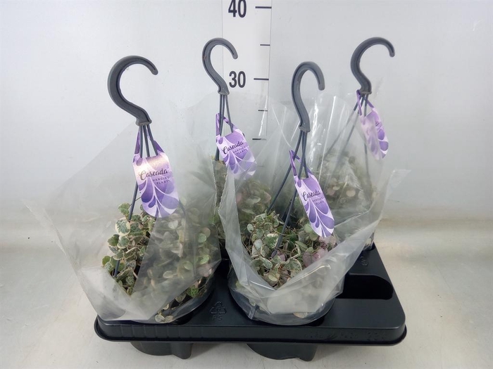 <h4>Ceropegia woodii 'Variegata'</h4>