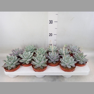 Echeveria colorata