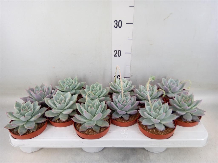 <h4>Echeveria colorata</h4>