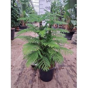 Araucaria toef 100