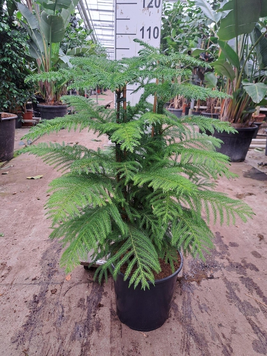 <h4>Araucaria toef 100</h4>