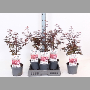 ACER PA SKEET BROOM
