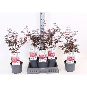 ACER PA SKEET BROOM
