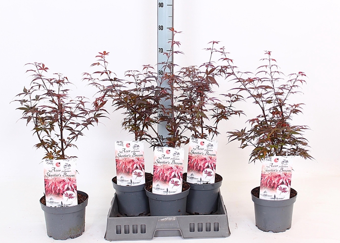 <h4>ACER PA SKEET BROOM</h4>