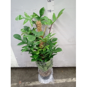 Philodendron pedatum