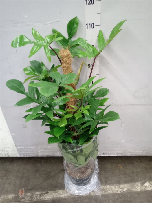 Philodendron pedatum